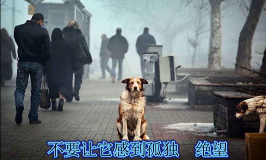 贵州爱影圈微博微信转发案例